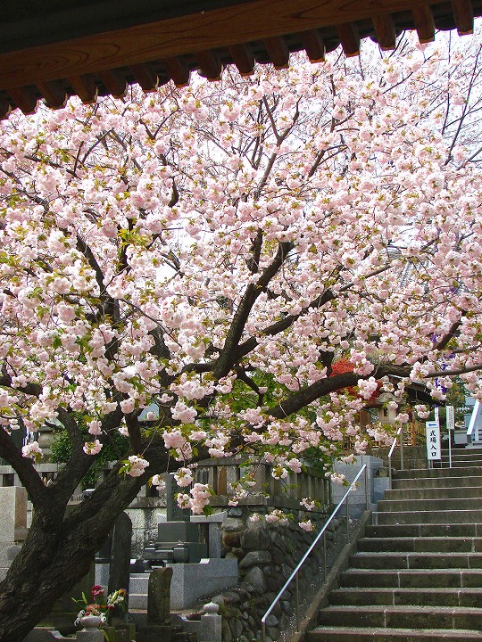 武蔵関　本立寺のさくら 写真