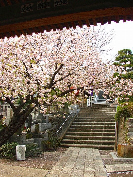 武蔵関　本立寺のさくら 写真
