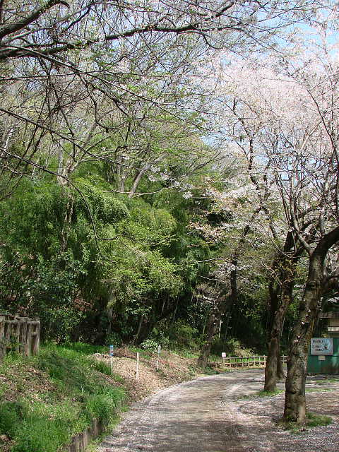 所沢　滝の城跡公園のさくら 写真