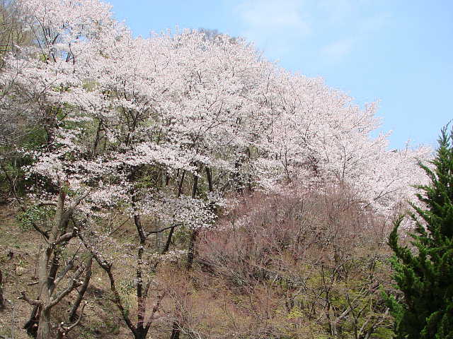 所沢　滝の城跡公園のさくら 写真