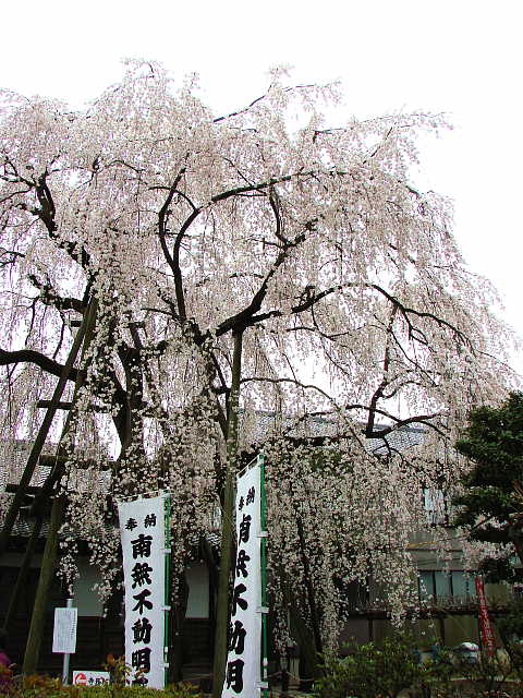 高尾　大光寺の枝垂れ桜 写真