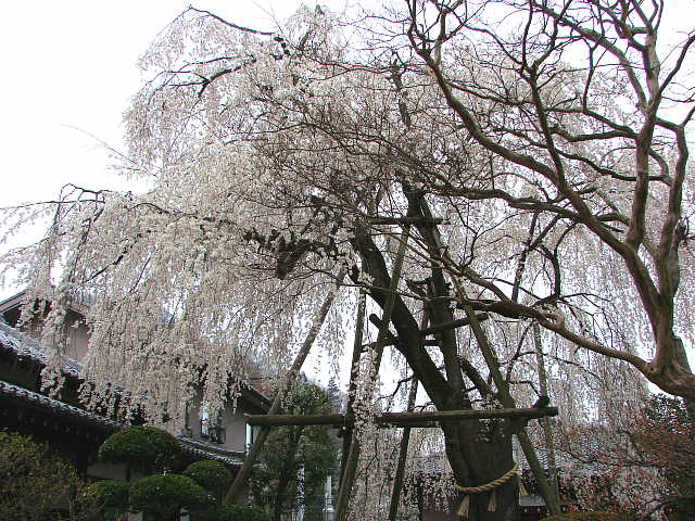 高尾　大光寺の枝垂れ桜 写真