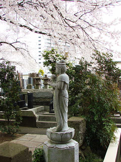 高尾　大光寺のエドヒガン 写真