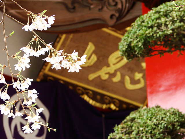 高尾　大光寺のエドヒガン 写真