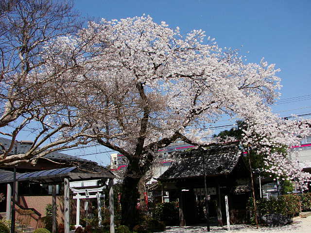 高尾　大光寺のソメイヨシノ 写真