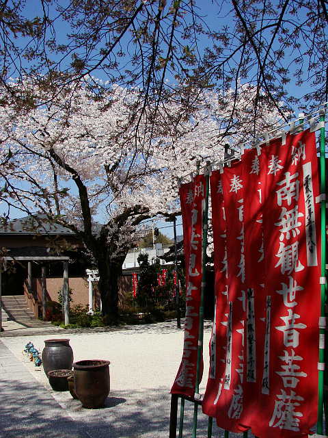 高尾　大光寺のソメイヨシノ 写真