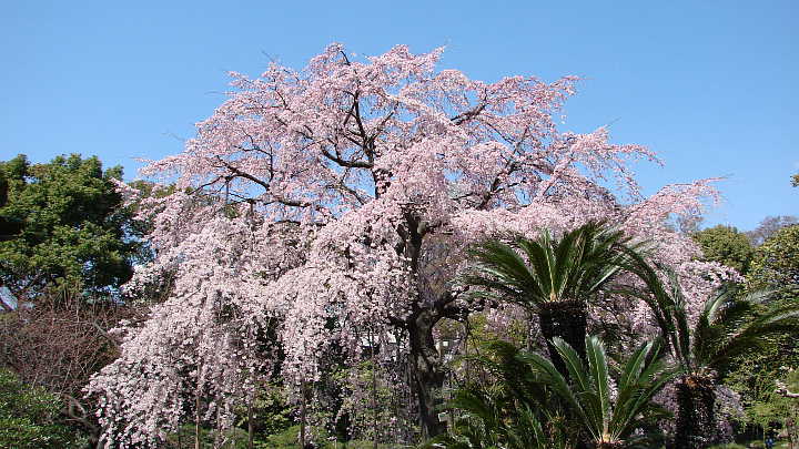 伝法院庭園の枝垂れ桜 写真