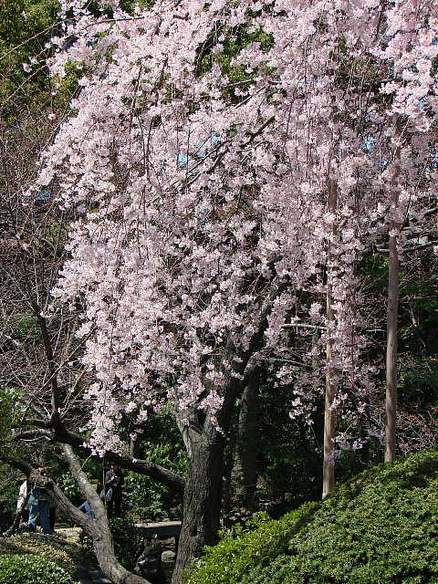 伝法院庭園の枝垂れ桜 写真