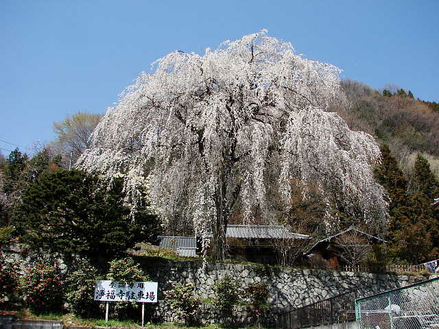 高尾　浄福寺　枝垂れ桜 写真