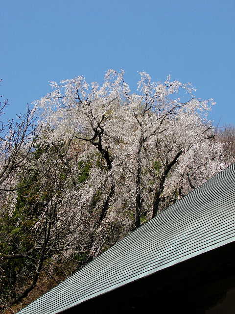 高尾　浄福寺　本堂裏　枝垂れ桜 写真