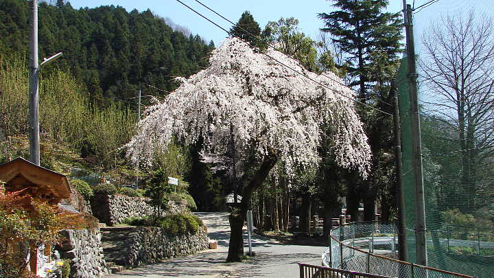 高尾　皎月院　枝垂れ桜 写真