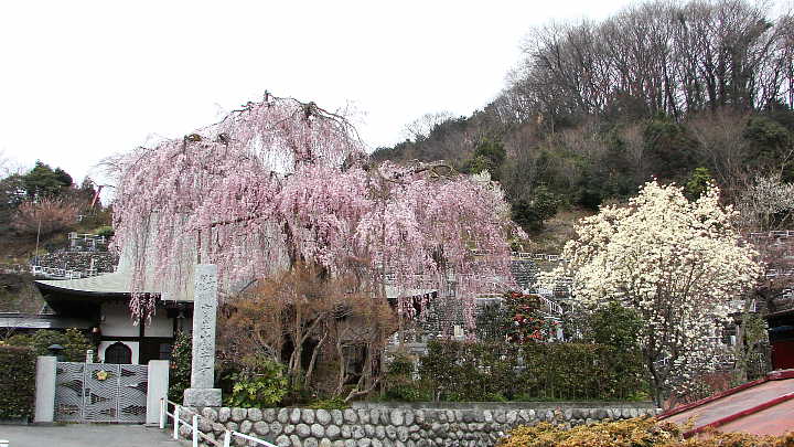 高尾　金南寺の枝垂れ桜 写真