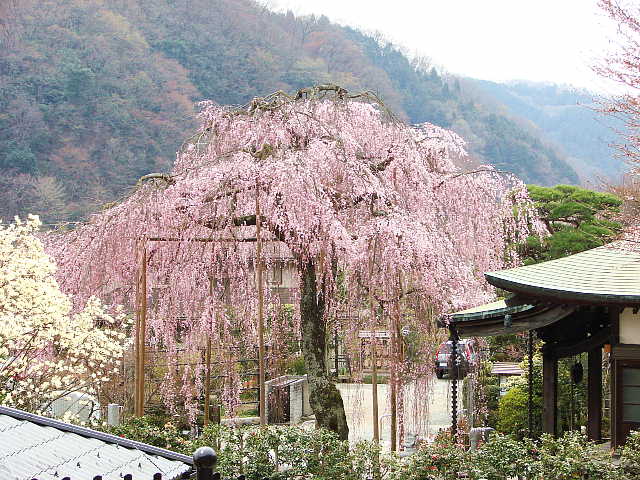 高尾　金南寺の枝垂れ桜 写真