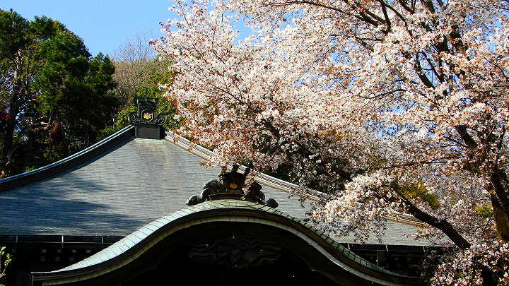武蔵国分寺　桜 写真