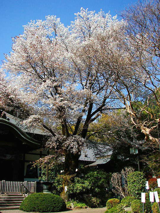 武蔵国分寺　桜 写真