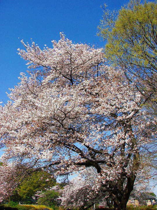武蔵国分寺跡　桜 写真