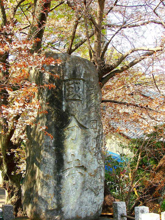 武蔵国分寺跡　桜 写真