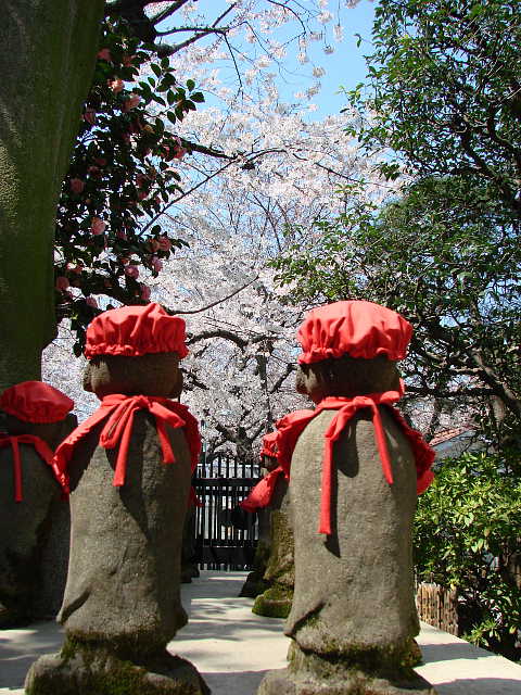 駒込　西福寺　桜 写真