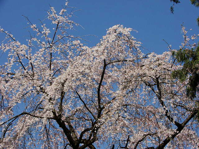 高尾　心源院　枝垂れ桜 写真