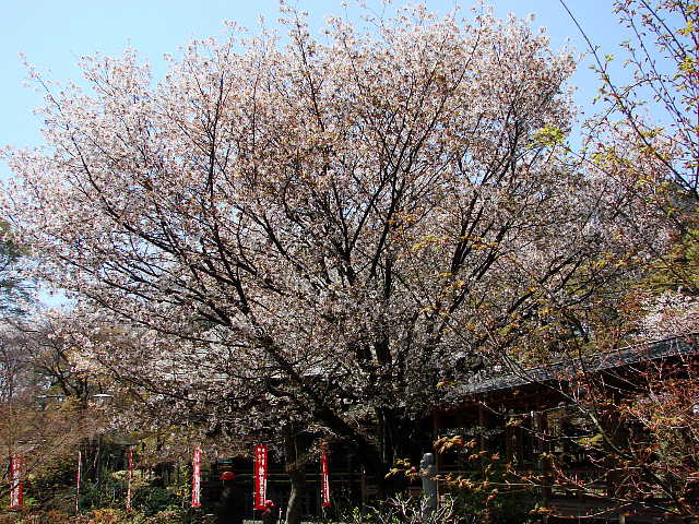 所沢　多聞院　桜 写真