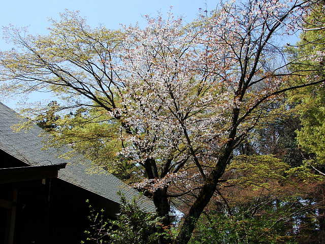 所沢　多聞院　桜 写真