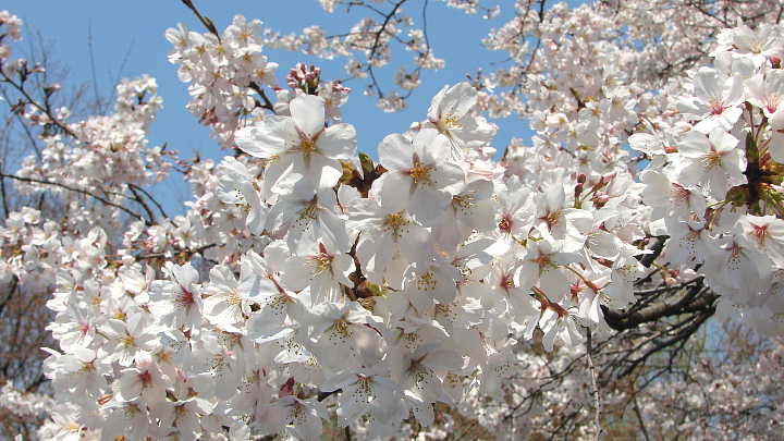 戸山公園　桜 写真