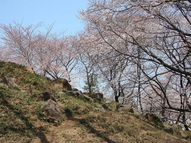 戸山公園　桜 写真