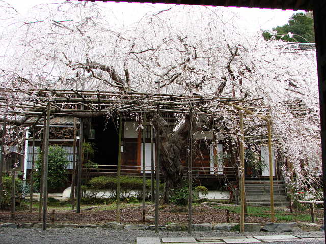 山科　毘沙門堂　枝垂れ桜 写真