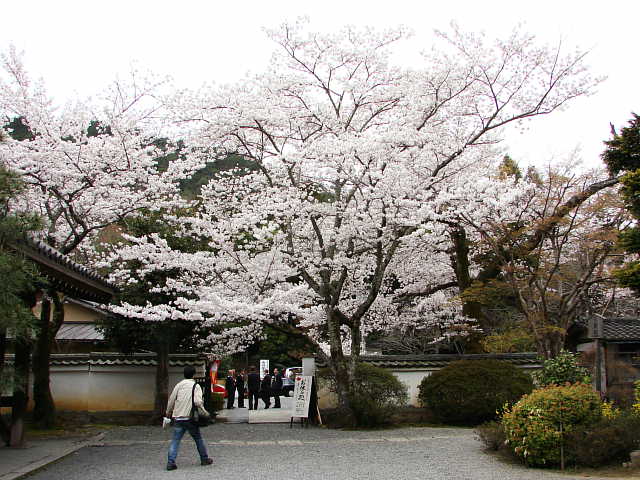 山科　毘沙門堂　桜 写真