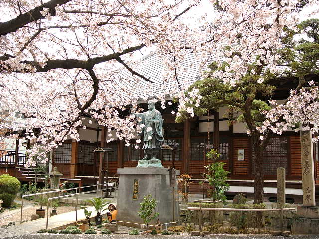 京都　墨染寺　桜 写真