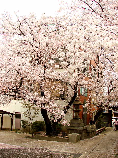 京都　墨染寺　桜 写真