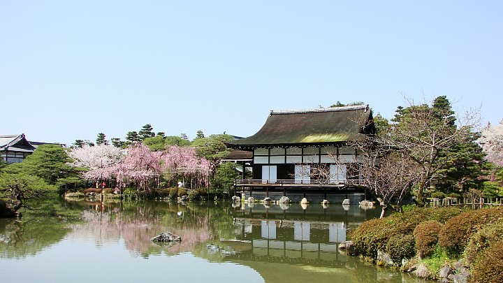 京都　平安神宮　神苑　尚美館（貴賓館）と桜　桜 写真