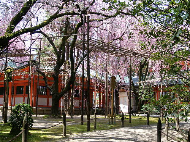 京都　平安神宮　神苑　桜 写真