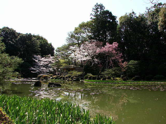 京都　平安神宮　神苑　桜 写真