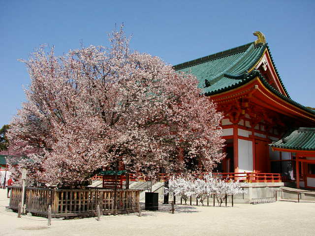 京都　平安神宮　神苑　左近の桜 写真
