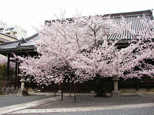 京都　本法寺　桜 写真