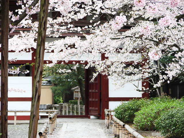 京都　本法寺　桜 写真