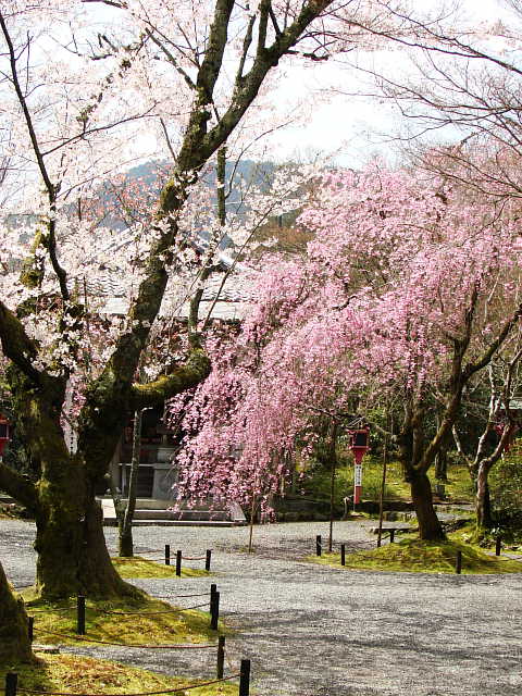 京都　常照寺　桜 写真