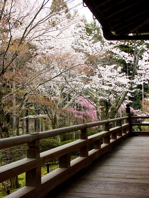 京都　常照寺　桜 写真