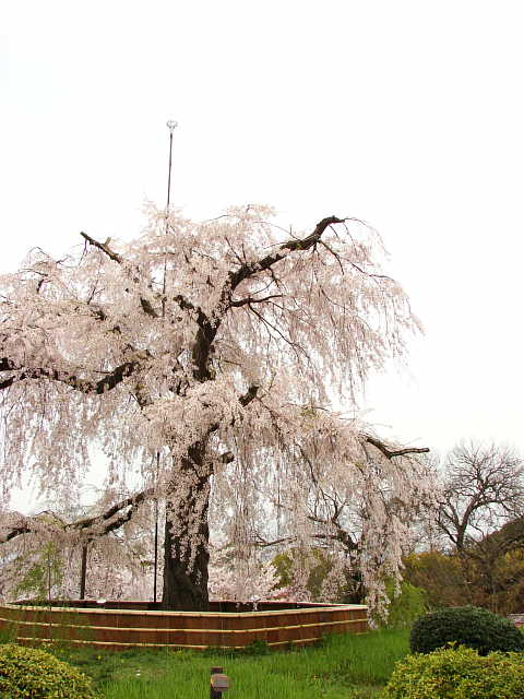 京都　円山公園　枝垂れ桜　桜 写真