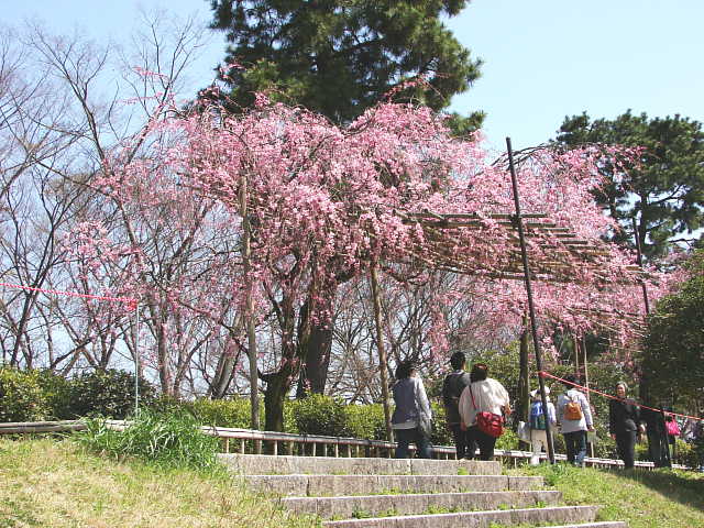 京都　半木の道（なからぎのみち）　桜 写真