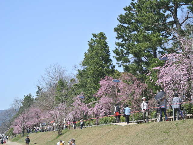 京都　半木の道（なからぎのみち）　桜 写真