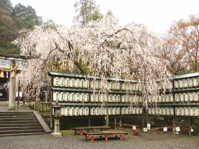 山科　大石神社　しだれ桜 写真