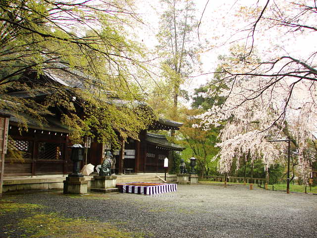 山科　大石神社　桜 写真