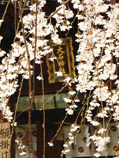 山科　大石神社　しだれ桜 写真