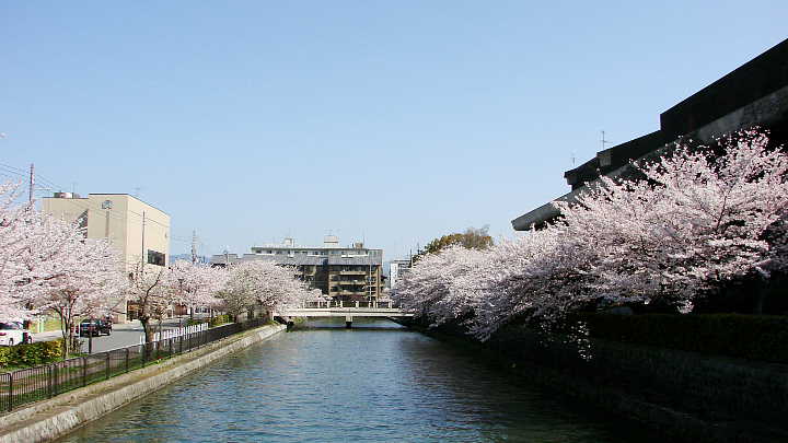 京都　岡崎疎水　二条橋上から冷泉橋を望む　桜 写真