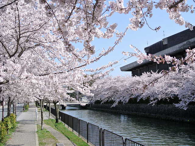 京都　岡崎疎水　桜 写真