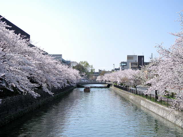 京都　岡崎疎水　冷泉橋から二条橋を望む　桜 写真