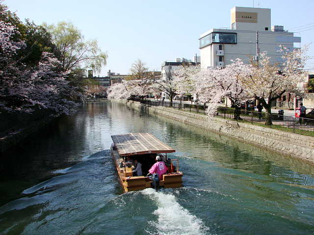 京都　岡崎疎水　桜 写真