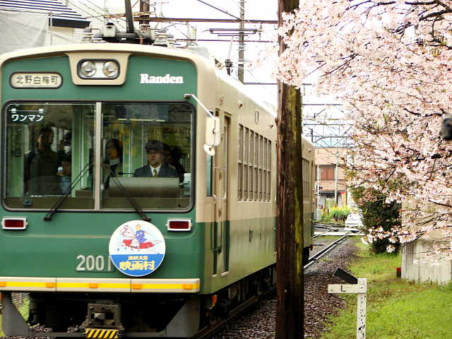 京都　嵐電　桜のトンネル　桜 写真